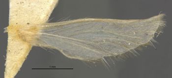 Media type: image;   Entomology 11513 Aspect: hind wing